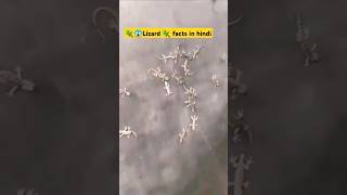 🦎😱Lizard 🦎 facts in hindi lizard shortsfeed facts trending youtubeshorts factguruindia [upl. by Hermann]