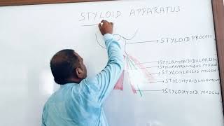 STYLOID APPARATUS ANATOMY ANATOMY LECTURE OF HEAD AND NECK [upl. by Bardo]