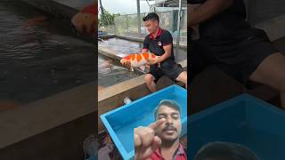 Amazing Colourful Fish🔥🐟shorts treanding viral [upl. by Nylimaj]