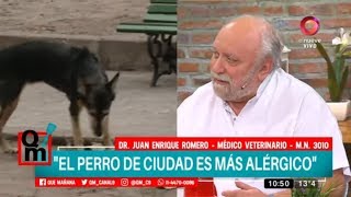 Alergias en los perros [upl. by Namaj]