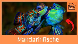 Wie halte ich Mandarinfische im Meerwasseraquarium [upl. by Acsecnarf280]