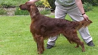 Dog Breed Video Irish Setter [upl. by Aihseken236]