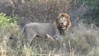 Skorro Male LIONS Back With Vengeance amp Kills Hyena [upl. by Gemperle]