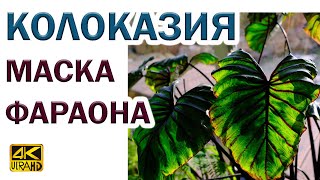 Колоказия Маска Фараона Colocasia Pharaoh’s Mask в нашем зимнем саду  отличие от алоказии [upl. by Bagley]