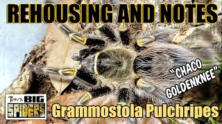 Grammostola pulchripes quotChaco Goldenkneequot Rehouse and Notes [upl. by Firooc406]