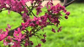 Green and Growing Tip Flowering Crabapple [upl. by Gibby]