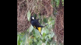 Nest building by a YellowRumped Cacique [upl. by Aelber]