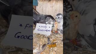 Kabootar Aur Murgi Ka Bacha🐣🕊️ shorts pigeon chicks viral youtubeshorts trending [upl. by Helenka]