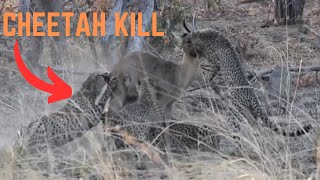 Five Cheetah kill a Reedbuck  Nanzhila Safaris  Kafue National Park Zambia [upl. by Charin]