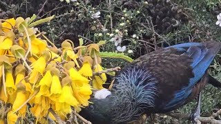 Tui bird feasting on Kowhai flowers [upl. by Zeret]