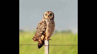 Short Eared Owl [upl. by Lennon]