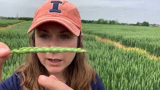 Counting wheat spikelets [upl. by Yllut368]