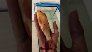 Tropical freshwater fish tank fishing aquarium goldfish pets ocean fish mollyfish petfish [upl. by Holna573]