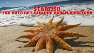 Starfish  The Cute But Bizarre Ocean Creature [upl. by Pilar]