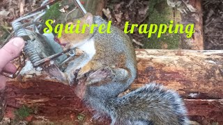 Beginners guide to squirrel trapping mk4 fenn [upl. by Immas]