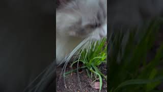 Cat consumes the grass [upl. by Sigismundo]