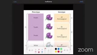 phenotype genotype 68 [upl. by Ynabe]