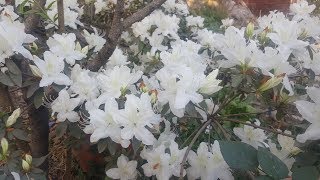 3 consejos para cuidar de una Azalea [upl. by Hedda]