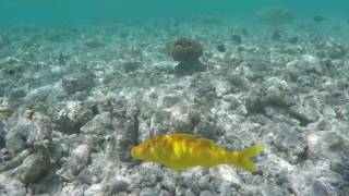 Maldives  Snorkeling at Kuramathi islands reef [upl. by Yeo]