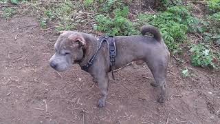 Shar Pei Dog Hugo out for a walk in the woods 5 [upl. by Aiveneg313]