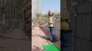 Tree transplanting process with a crane [upl. by Arymas646]