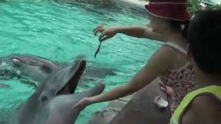 dolphin attack at Sea World [upl. by Eilarol]