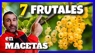 🍇Grosellas Cassis Frambuesa Zarzamora Frutales en MACETA✔️ [upl. by Aiykan]