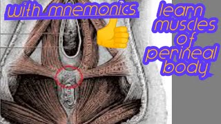 Learn muscles of perineal body easily with mnemonics [upl. by Starinsky]