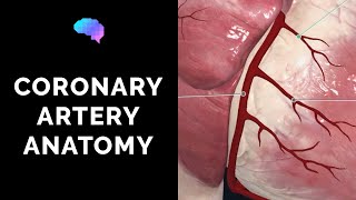 Coronary Artery Anatomy 3D Anatomy Tutorial  UKMLA  CPSA [upl. by Douville]