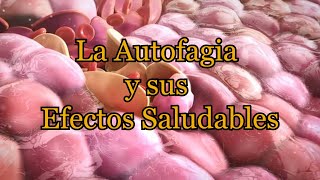 La Autofagia y sus Efectos Saludables [upl. by Enrico]