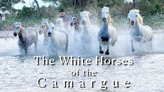 The White Horses of the Camargue [upl. by Atilahs627]