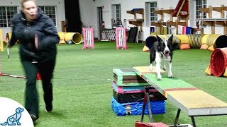 Dog Agility Training With Kayl McCann [upl. by Comptom]