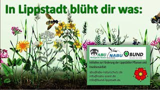 Kleine Wiese  große Wirkung Wildblumen und Insektenschutz [upl. by Ahsemit]