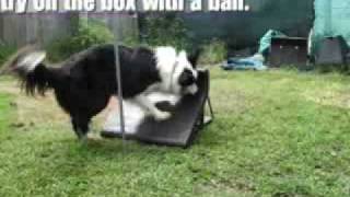 Talin Flyball Training Part 1 [upl. by La Verne]