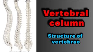 جلسه ۱  آناتومی مهره ها و ستون فقرات Anatomy and General structures of Vertebrae [upl. by Calley875]