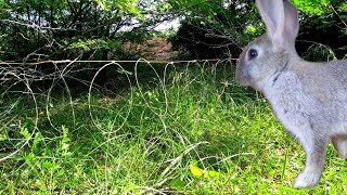 Primitive Technology Rabbit Hunting Trap  Sneak peak [upl. by Pang]