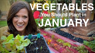 Vegetables You Should Plant NOW In January [upl. by Anilehcim]