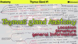 Thymus gland Anatomy 12  Location and Structure of thymus [upl. by Ahsemot]