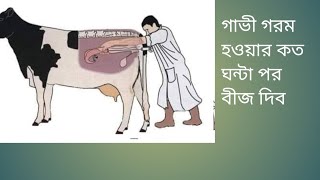 গাভী হিটে আসার কত ঘন্টা পর বীজ দিতে হবে।।।Whow to after Cow Insemination in Bangladesh 2024। [upl. by Ical90]