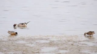 20120324 Northern Pintails amp Greenwinged Teals [upl. by Ahtoelc242]