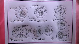 how to draw mitosisdraw mitosis diagram [upl. by Dadirac]