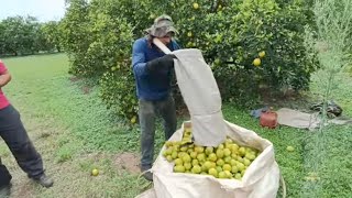 COLHEITA DE LARANJA 🍊🍊 VALÊNCIANA REGIÃO DE ITÁPOLIS SP safra colheita laranja [upl. by Appel]