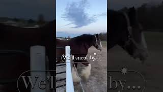 Clydesdales gather to watch Yellowstone Clydesdale BarnLife [upl. by Marozas]