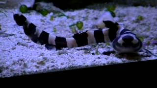 Hatching Banded Bamboo Sharks Chiloscyllium punctatum [upl. by Hadrian521]