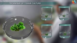 Tissue Culture [upl. by Anauqal732]