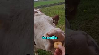 La vaca más tímida de todas 🐄❤️ [upl. by Yzzo63]