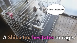 White Shiba Inu：A Shiba Inu hesitates to cage 【English】 [upl. by Elyad]