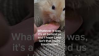 Hamster Lattes Hard TimesMites shorts hamsters mites pettips hamstercare cuteanimal [upl. by Grunenwald]