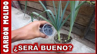 ¿SERÁ BUENO APLICAR CARBÓN MOLIDO COMO SUSTRATO PARA PLANTAS [upl. by Brendon617]