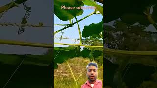 Lauki ki kheti ✅👍 kishan farming funny comedy 123kishan short video [upl. by Wrightson]